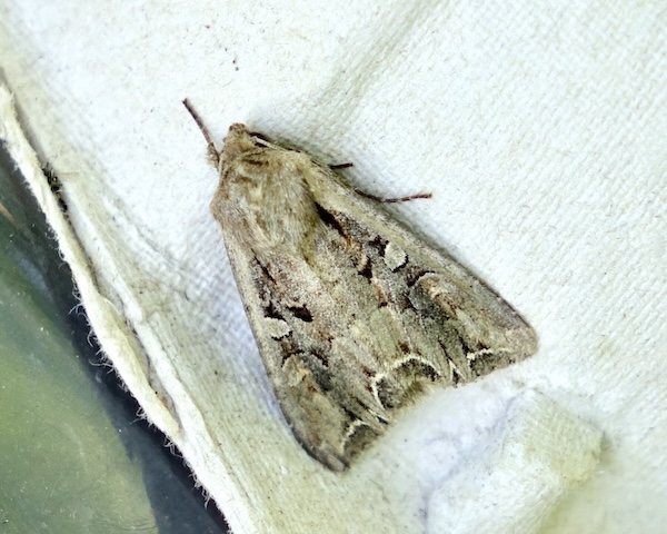 pale-shouldered brocade